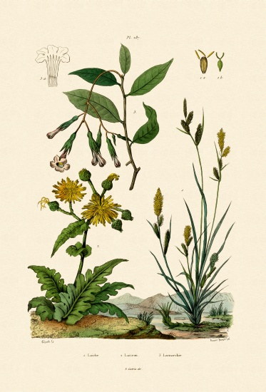 Carex à École française, (19ème siècle)