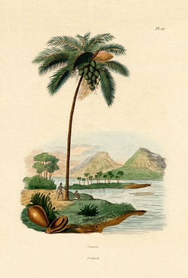 Coconut Palm à École française, (19ème siècle)