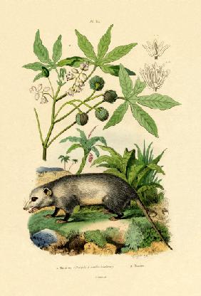 Common Opossum