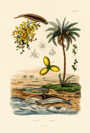 Date Palm à École française, (19ème siècle)