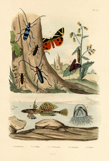 Dew Moth à École française, (19ème siècle)