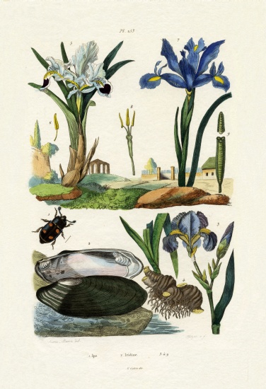 Engraver Beetle à École française, (19ème siècle)