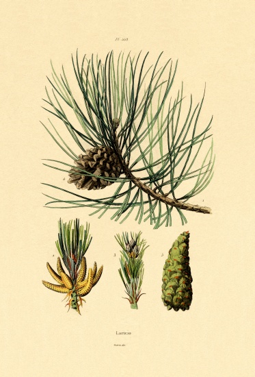 European Black Pine à École française, (19ème siècle)
