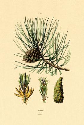 European Black Pine