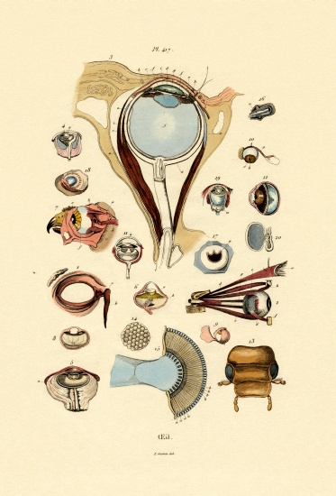Eyes à École française, (19ème siècle)