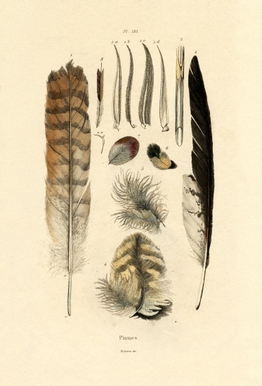 Feathers à École française, (19ème siècle)