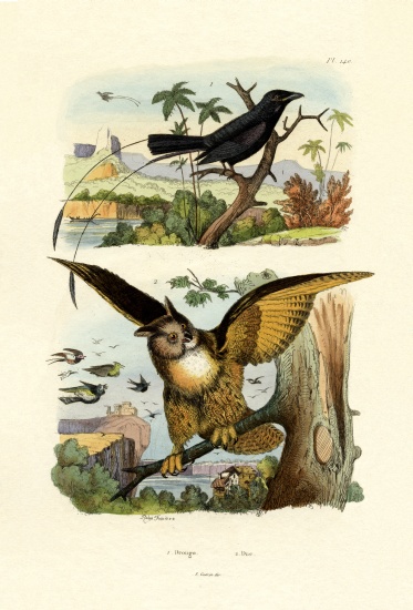 Fork-tailed Drongo à École française, (19ème siècle)