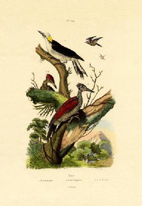 Greater Flameback