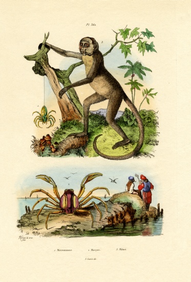 Green Huntsman Spider à École française, (19ème siècle)