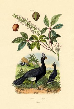 Helmeted Curassow