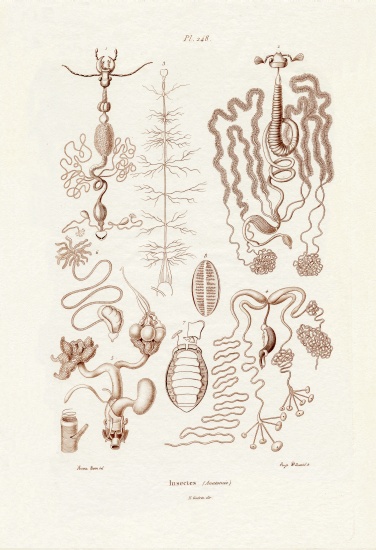 Insects à École française, (19ème siècle)