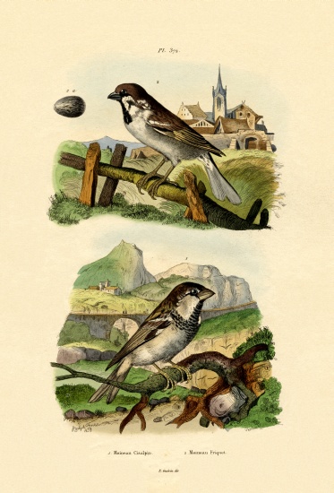 Italian Sparrow à École française, (19ème siècle)