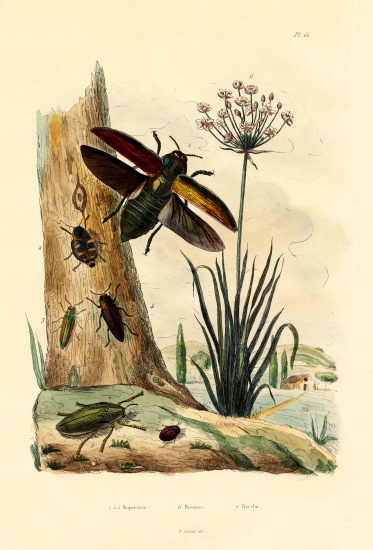Jewel Beetles à École française, (19ème siècle)