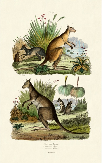 Kangaroos à École française, (19ème siècle)