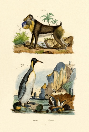 King Penguin à École française, (19ème siècle)