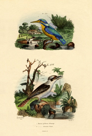 Kingfisher à École française, (19ème siècle)