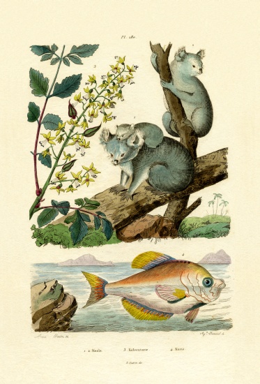Koala à École française, (19ème siècle)