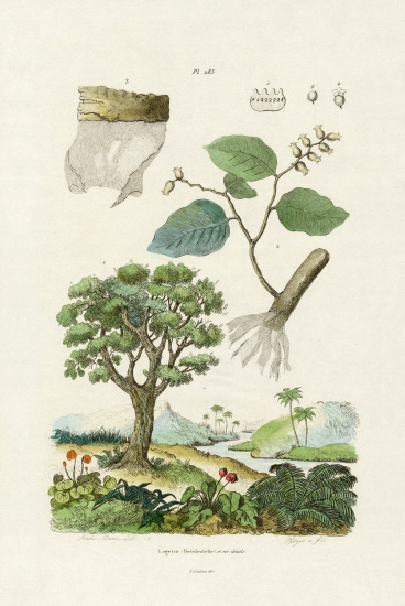 Lacebark Tree à École française, (19ème siècle)