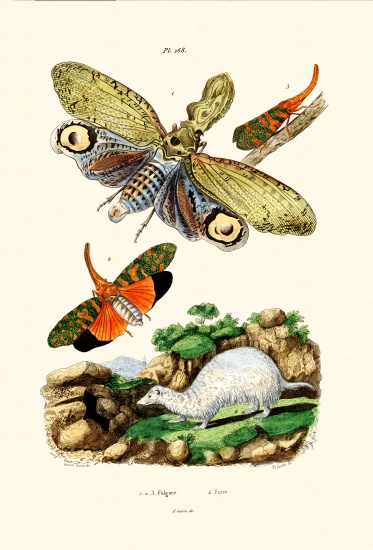 Lanternfly à École française, (19ème siècle)