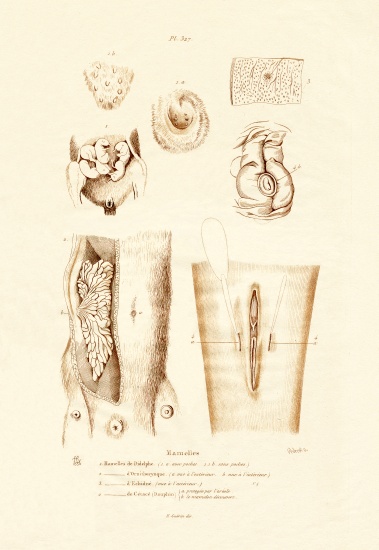 Mammary Glands à École française, (19ème siècle)