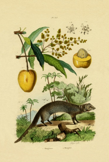 Mongoose à École française, (19ème siècle)