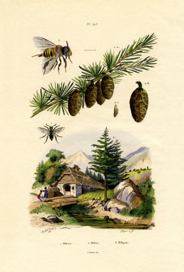 Mourning Bee à École française, (19ème siècle)