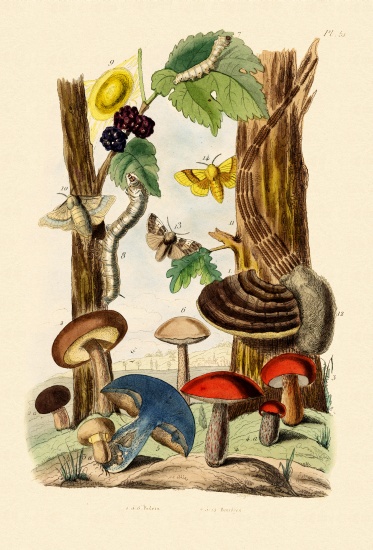 Mushrooms à École française, (19ème siècle)