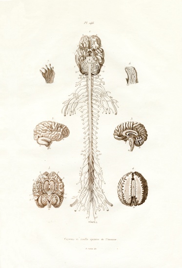 Nervous system à École française, (19ème siècle)