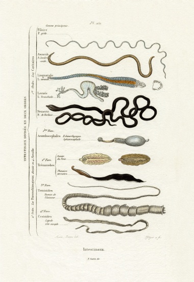 Parasites à École française, (19ème siècle)