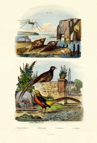 Pheasant à École française, (19ème siècle)