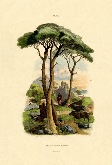 Pine Tree à École française, (19ème siècle)