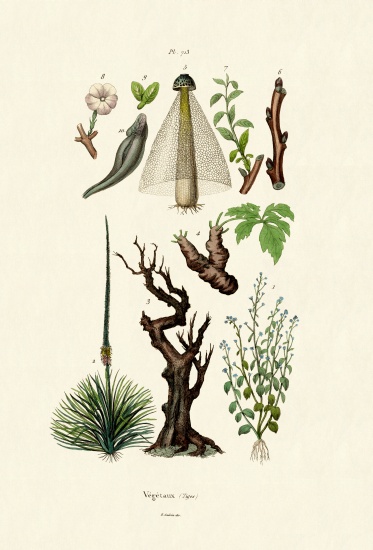 Plants à École française, (19ème siècle)