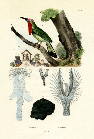 Red-bearded Bee-eater à École française, (19ème siècle)