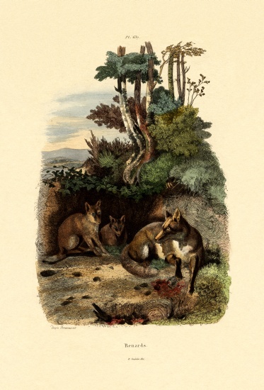Red Fox à École française, (19ème siècle)