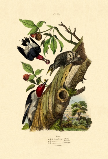Red-headed Woodpecker à École française, (19ème siècle)