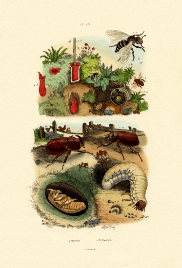Rhinocerus Beetle à École française, (19ème siècle)