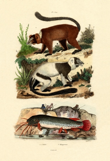 Ring-tailed Lemurs à École française, (19ème siècle)