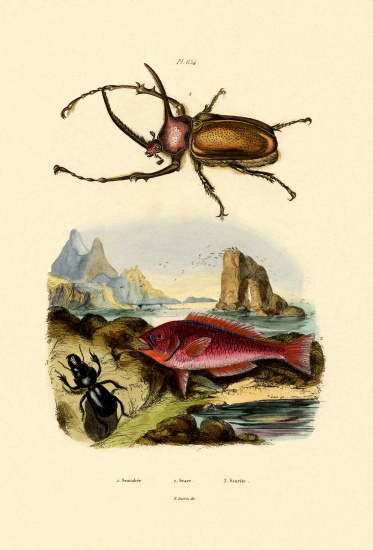 Scarab Beetle à École française, (19ème siècle)