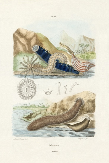 Sea Cucumbers à École française, (19ème siècle)
