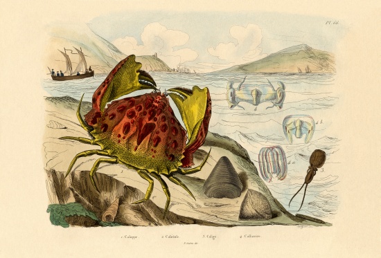 Shamefaced Crab à École française, (19ème siècle)