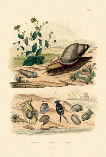 Shells à École française, (19ème siècle)