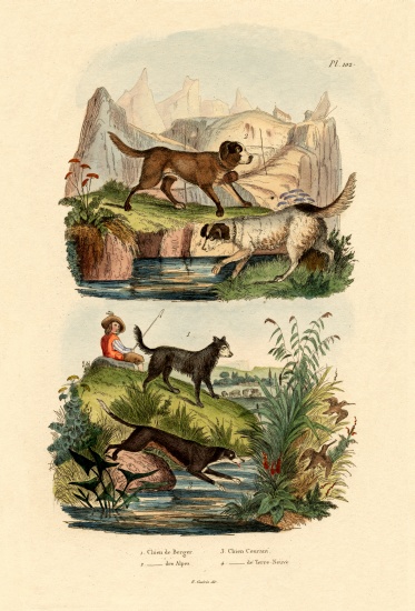 Shepherd Dog à École française, (19ème siècle)