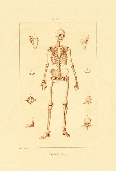Skeleton à École française, (19ème siècle)