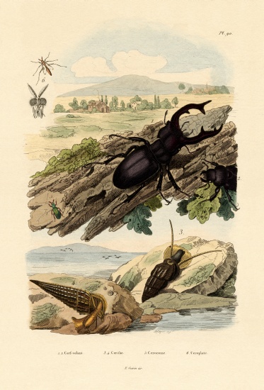 Stag Beetle à École française, (19ème siècle)