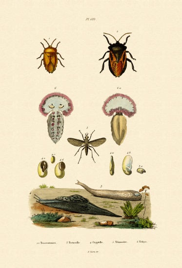 Stink Bugs à École française, (19ème siècle)