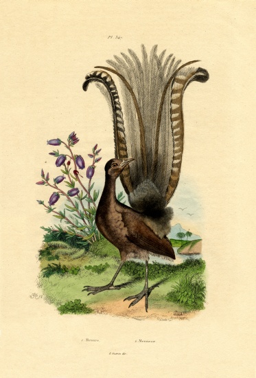 Superb Lyrebird à École française, (19ème siècle)