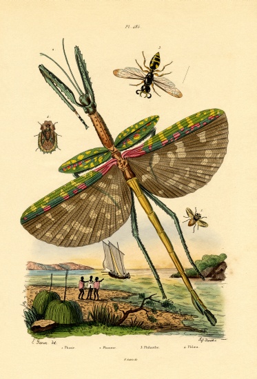 Tachinid Fly à École française, (19ème siècle)