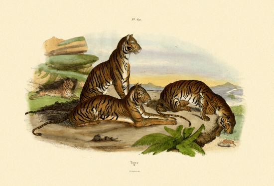 Tigers à École française, (19ème siècle)