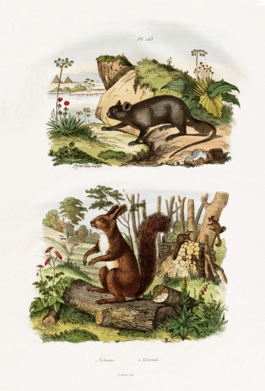 Tree Rat à École française, (19ème siècle)