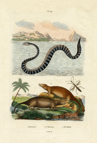 Water Rat à École française, (19ème siècle)